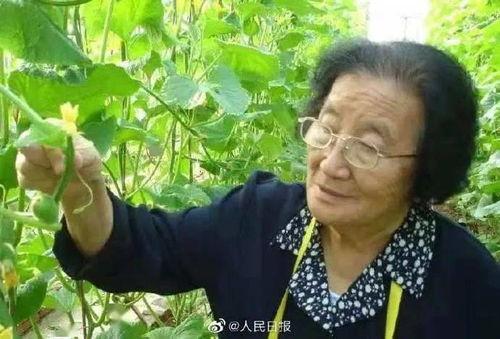 吃瓜小说娱乐圈鼻祖是谁,吃瓜小说的起源与影响