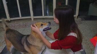 娱乐吃瓜酱人被狗撞,娱乐吃瓜酱人遭遇意外，网友热议