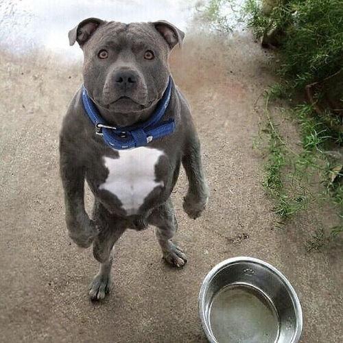 娱乐吃瓜酱人被狗撞,娱乐吃瓜酱人遭遇意外，网友热议