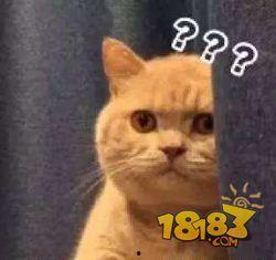 娱乐吃瓜喵喵喵,揭秘娱乐圈那些不为人知的幕后故事