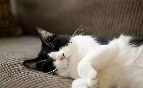 吃瓜娱乐酱社恐猫,揭秘社交恐惧的萌宠——社恐猫的日常生活