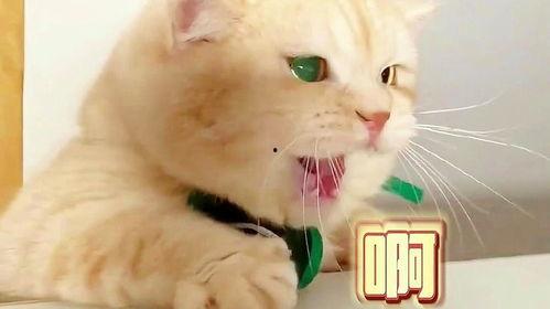 娱乐吃瓜君猫猫生气歌