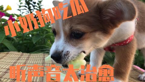 娱乐吃瓜酱小动物