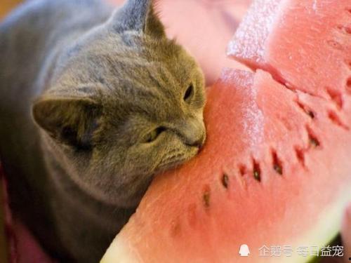 娱乐吃瓜酱小动物